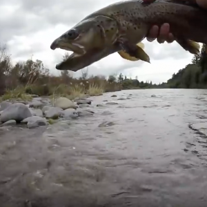 My BIGGEST Brown Trout - on a SUP board!